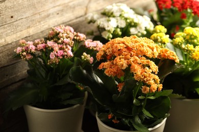 Photo of Different beautiful kalanchoe flowers in pots indoors, closeup