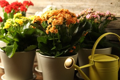 Different beautiful kalanchoe flowers in pots and watering can indoors, closeup