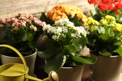 Different beautiful kalanchoe flowers in pots and watering can indoors, closeup