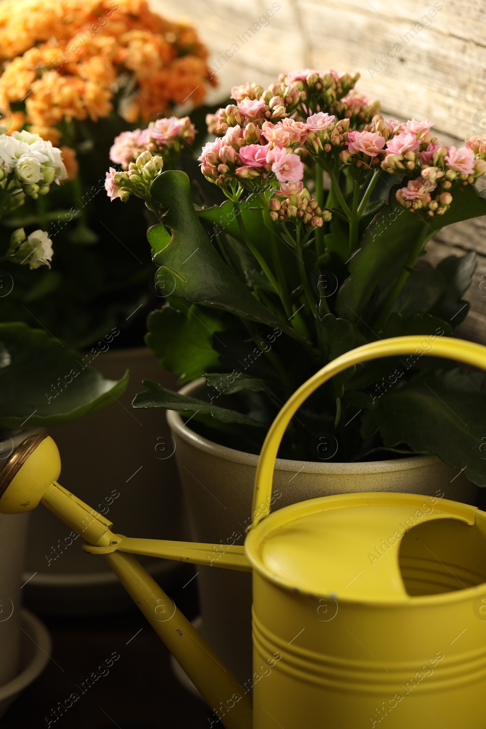 Photo of Different beautiful kalanchoe flowers in pots and watering can indoors, closeup