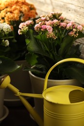 Different beautiful kalanchoe flowers in pots and watering can indoors, closeup