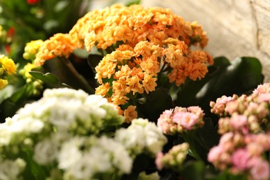 Photo of Different beautiful kalanchoe flowers on light background, closeup