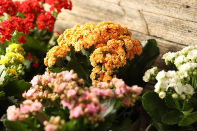 Photo of Different beautiful kalanchoe flowers near wooden wall, closeup