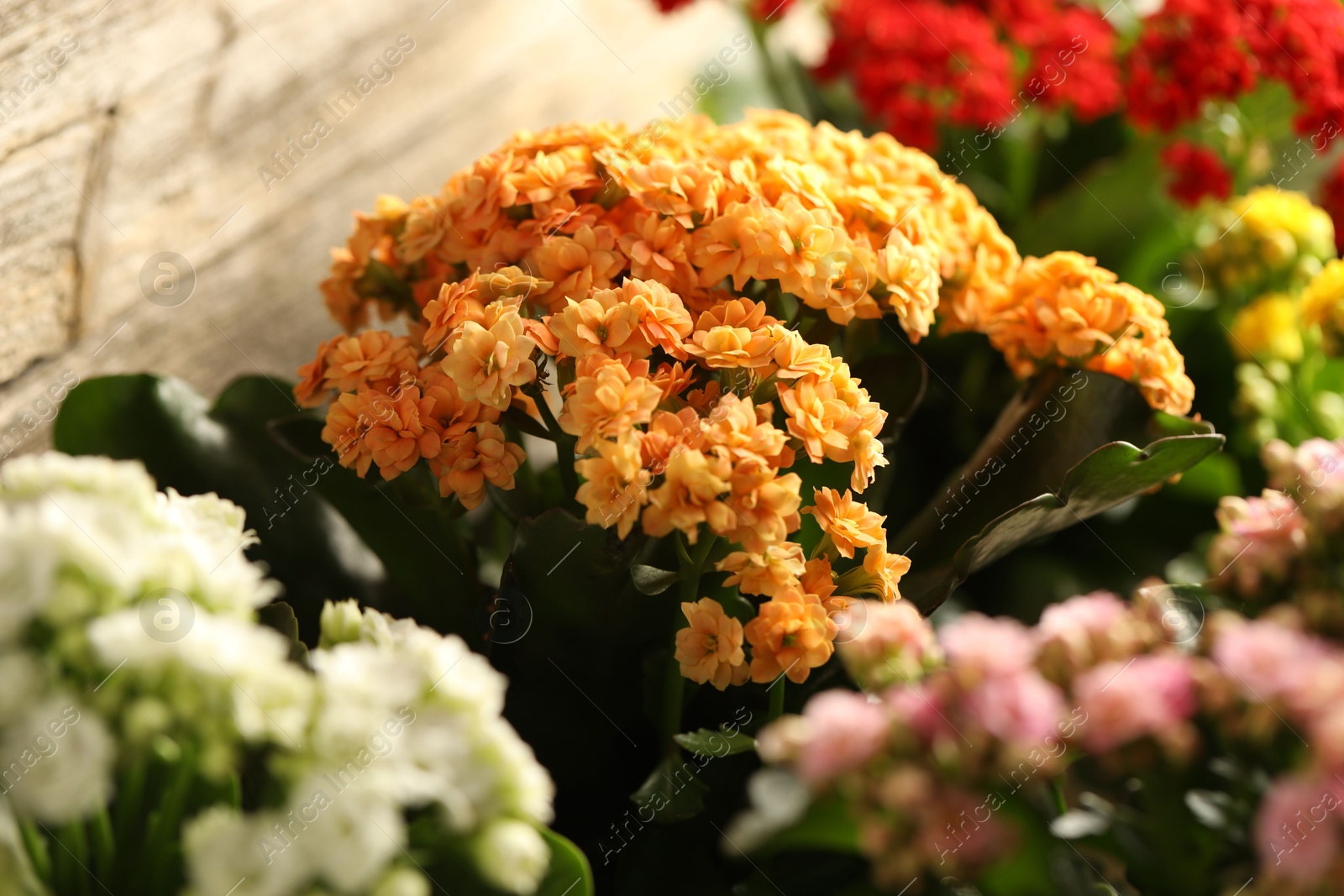 Photo of Different beautiful kalanchoe flowers on light background, closeup