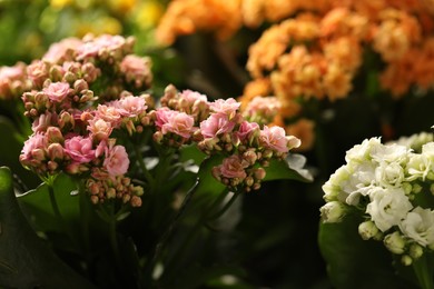 Many different beautiful kalanchoe flowers, closeup view