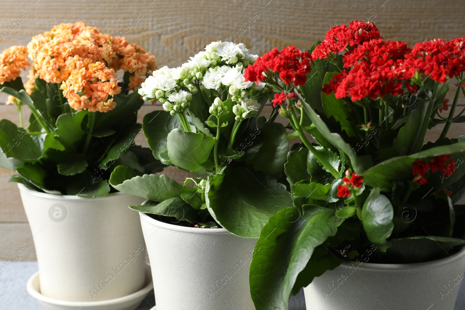 Photo of Different beautiful kalanchoe flowers in pots indoors, closeup