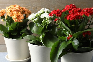 Different beautiful kalanchoe flowers in pots indoors, closeup