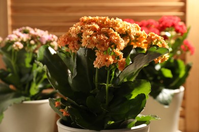 Photo of Different beautiful kalanchoe flowers in pots indoors, closeup