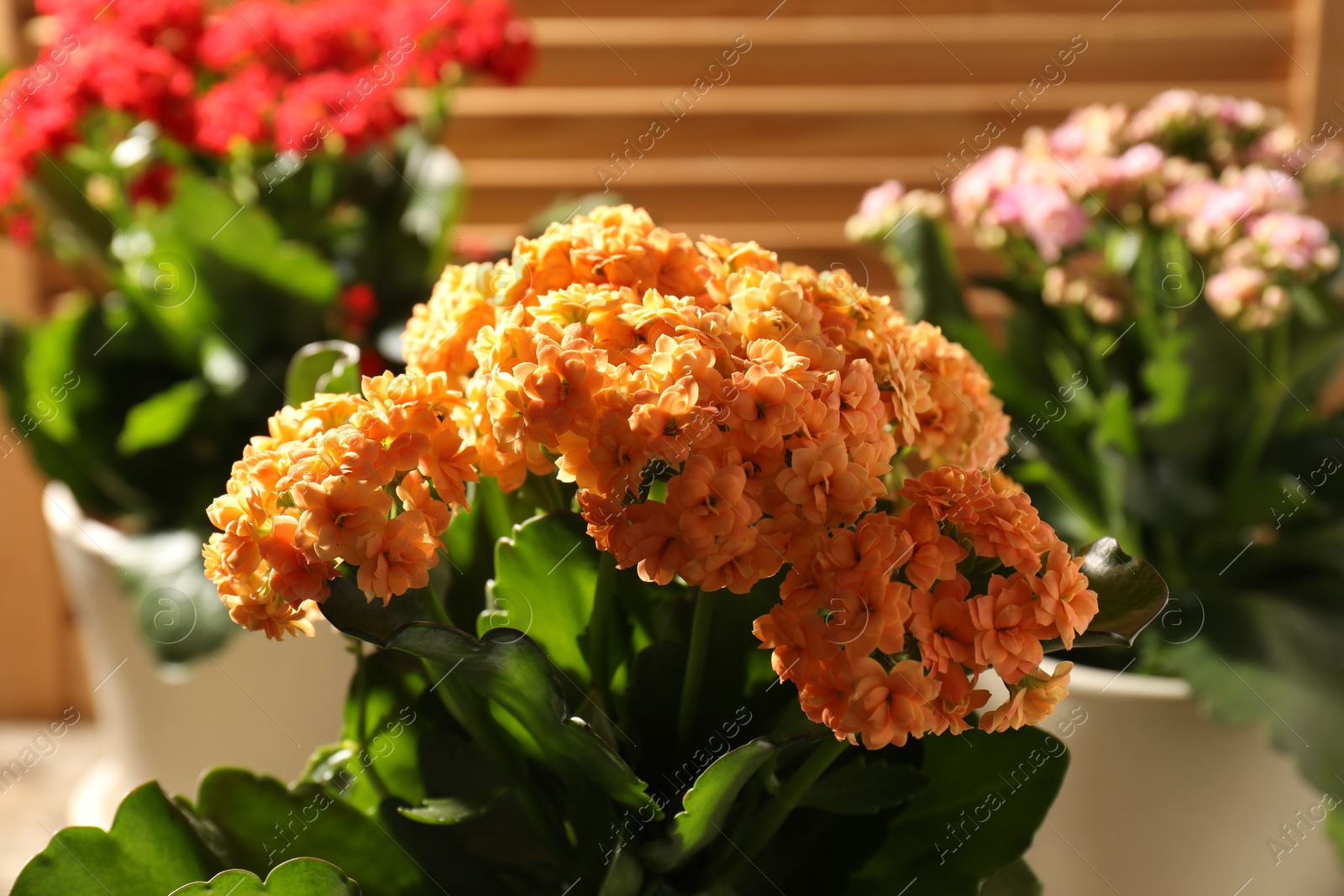 Photo of Different beautiful kalanchoe flowers in pots indoors, closeup