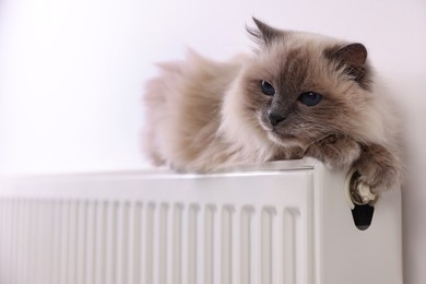 Photo of Cute fluffy cat on radiator at home, closeup