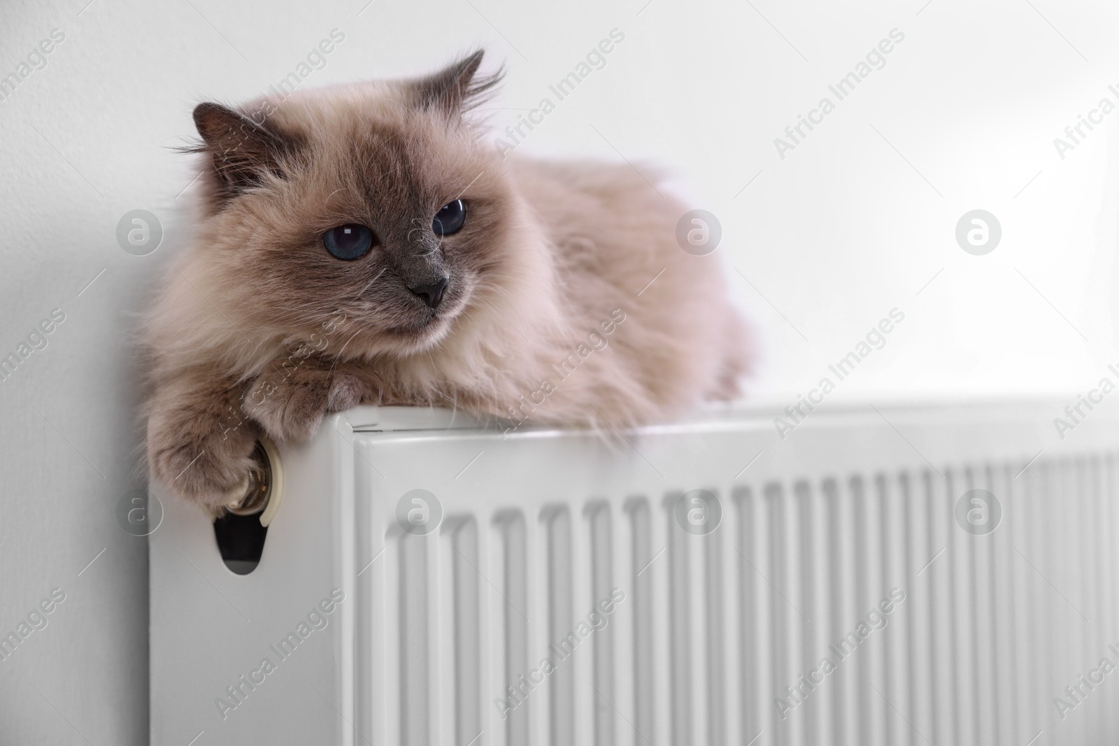 Photo of Cute fluffy cat on radiator at home, closeup