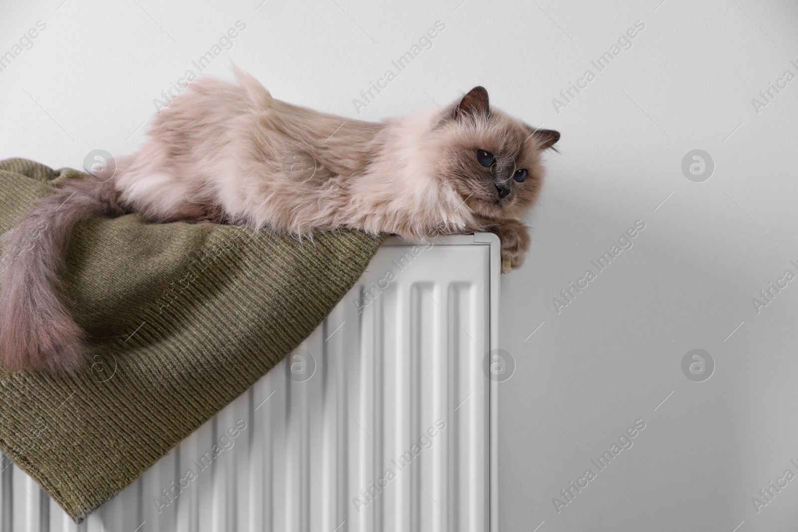 Photo of Cute fluffy cat on radiator at home, space for text