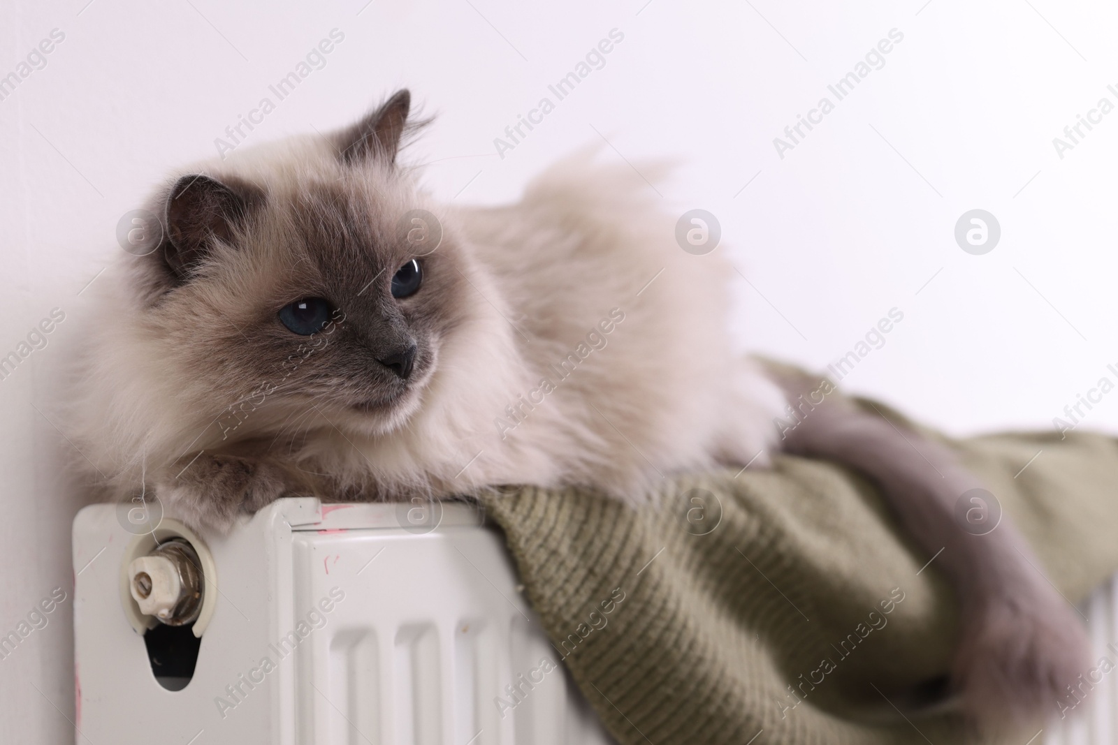 Photo of Cute fluffy cat on radiator at home, closeup