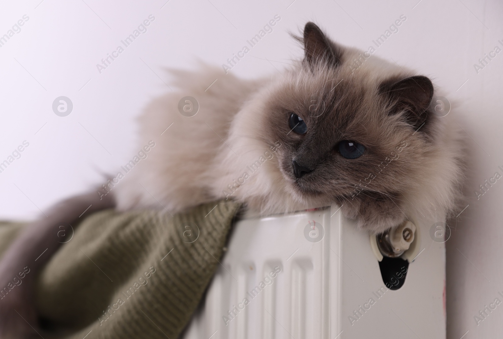 Photo of Cute fluffy cat on radiator at home, closeup