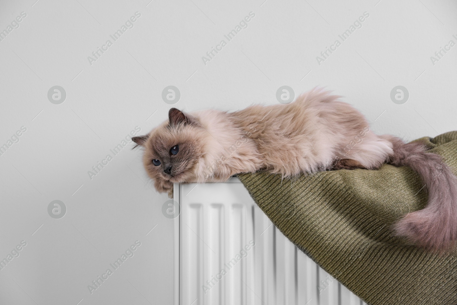 Photo of Cute fluffy cat on radiator at home, space for text