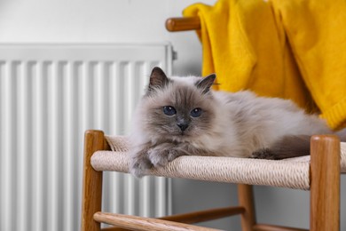 Photo of Cute fluffy cat on hammock near radiator at home