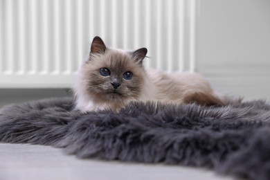 Cute fluffy cat on rug near radiator at home