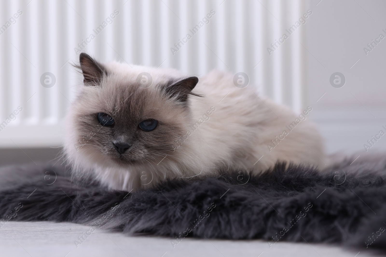 Photo of Cute fluffy cat on rug near radiator at home, closeup