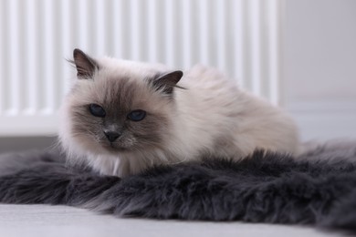 Photo of Cute fluffy cat on rug near radiator at home, closeup