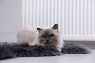 Cute fluffy cat on rug near radiator at home