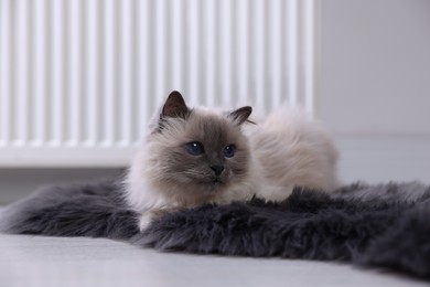 Cute fluffy cat on rug near radiator at home