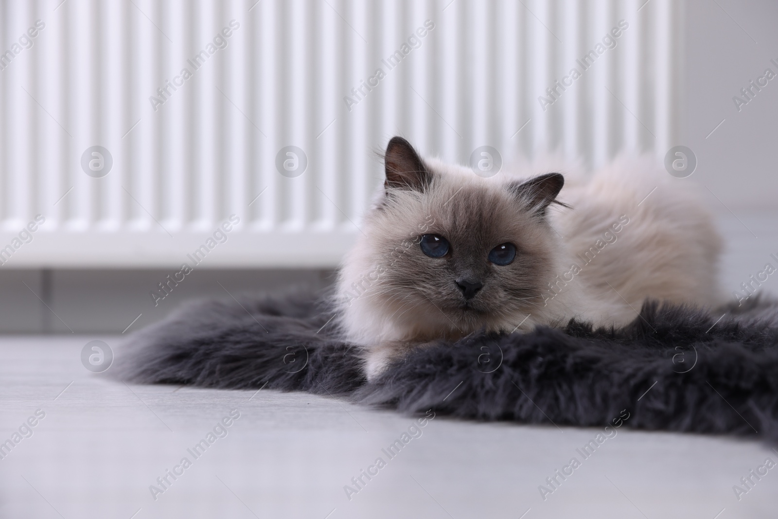 Photo of Cute fluffy cat on rug near radiator at home