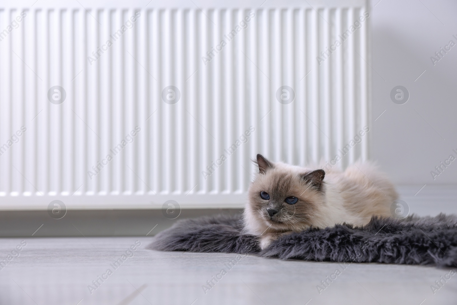 Photo of Cute fluffy cat on rug near radiator at home