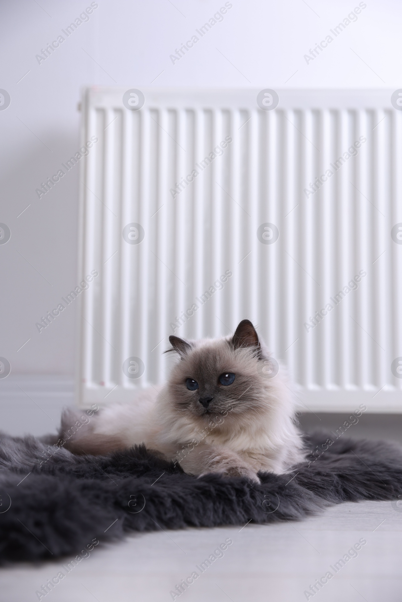 Photo of Cute fluffy cat on rug near radiator at home