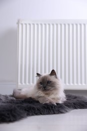 Cute fluffy cat on rug near radiator at home