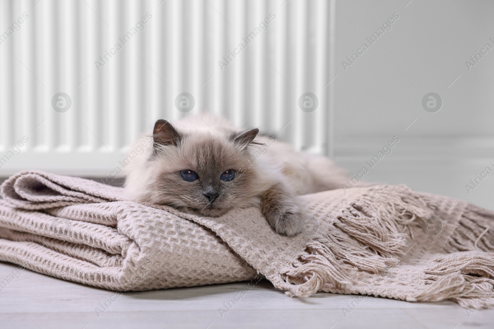 Photo of Cute fluffy cat on blanket near radiator at home