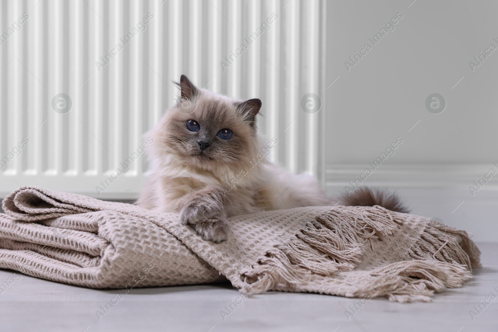 Photo of Cute fluffy cat on blanket near radiator at home