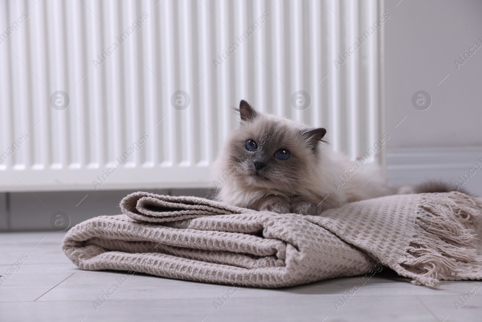 Photo of Cute fluffy cat on blanket near radiator at home