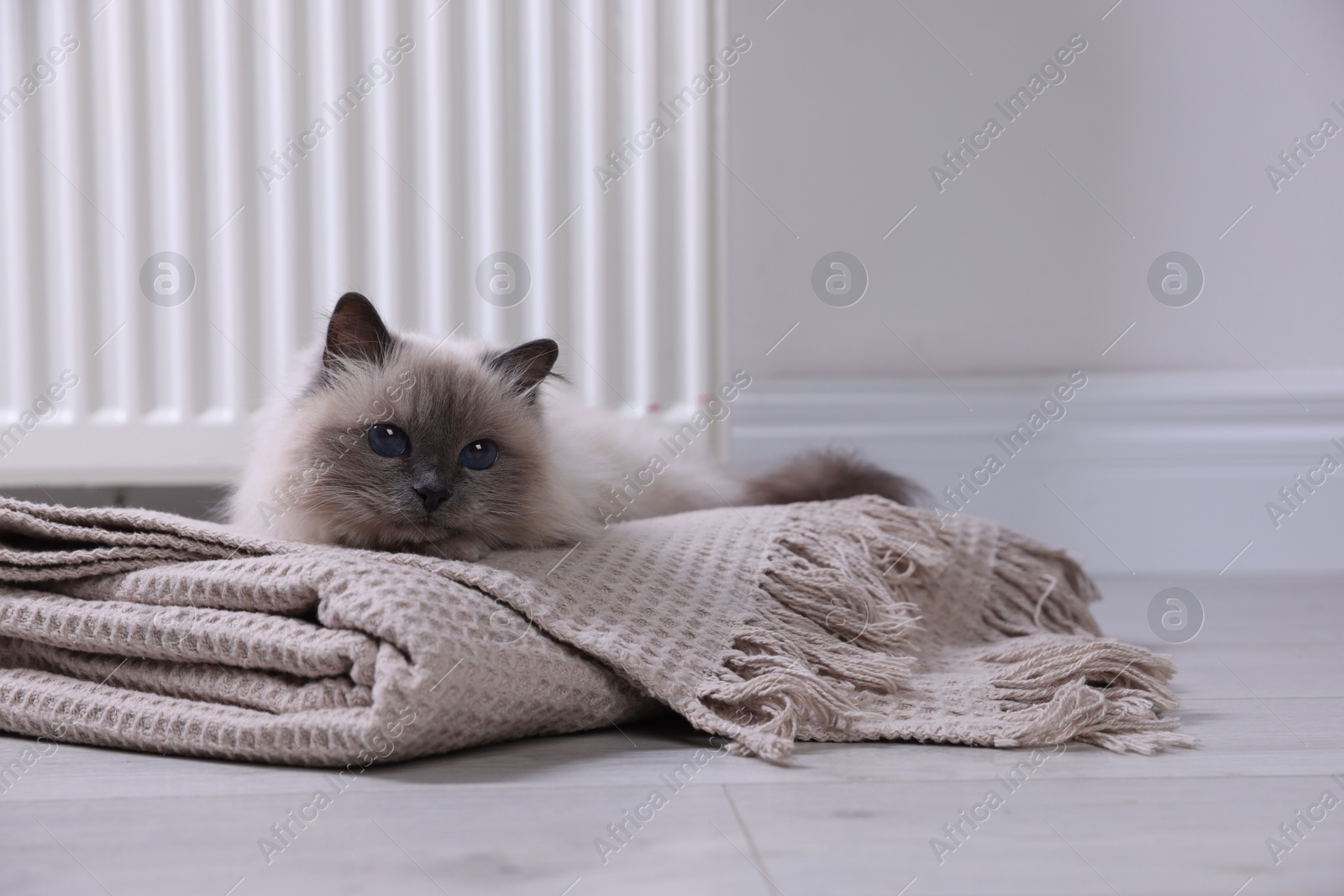 Photo of Cute fluffy cat on blanket near radiator at home