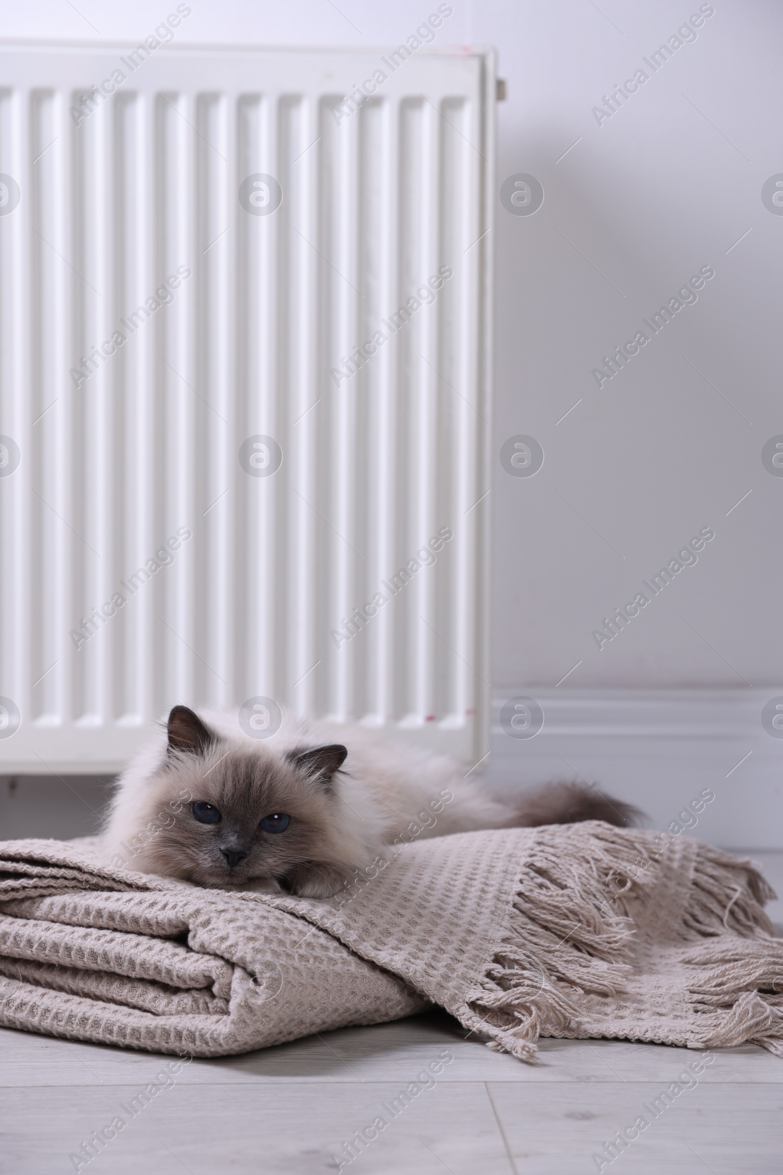 Photo of Cute fluffy cat on blanket near radiator at home