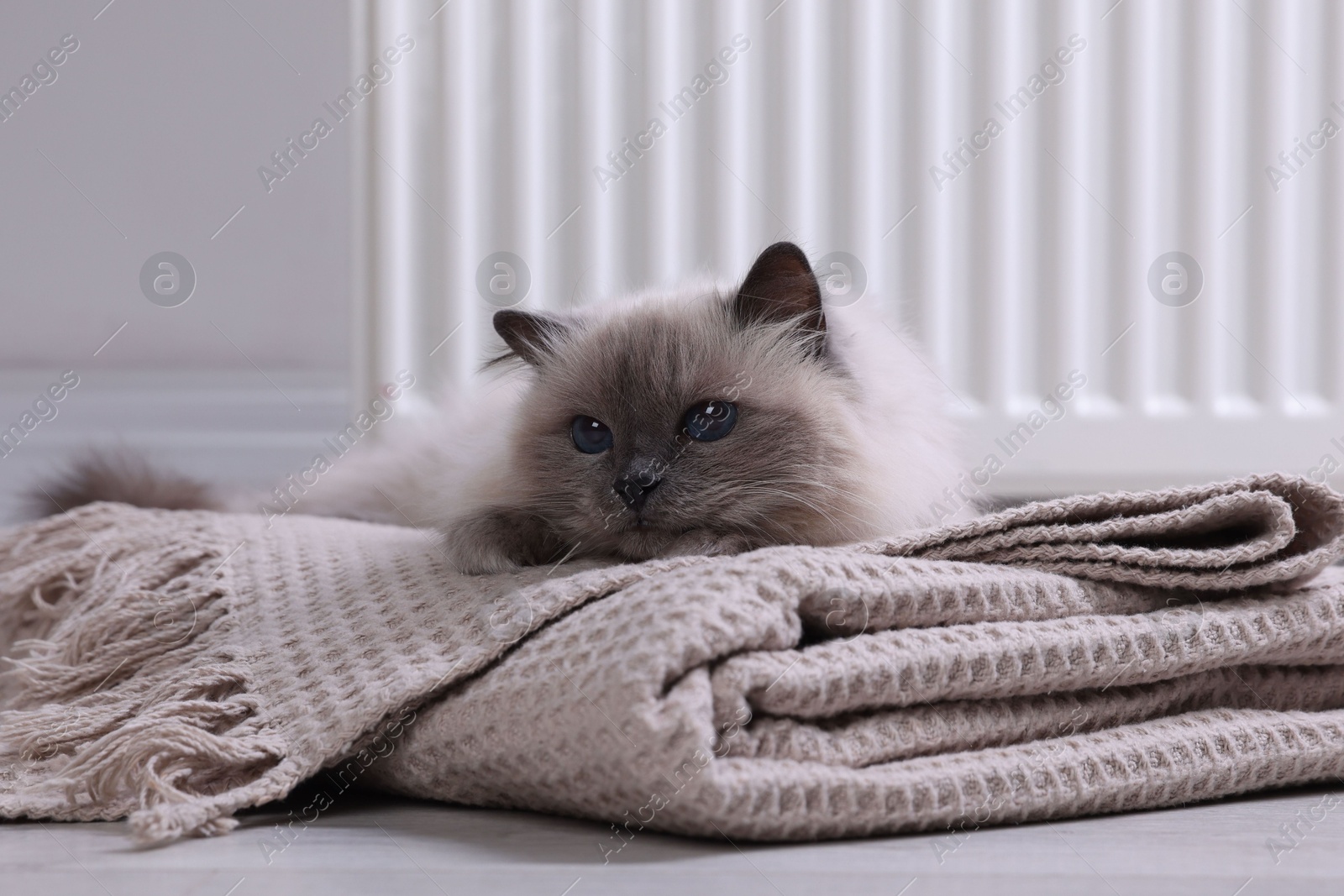 Photo of Cute fluffy cat on blanket near radiator at home