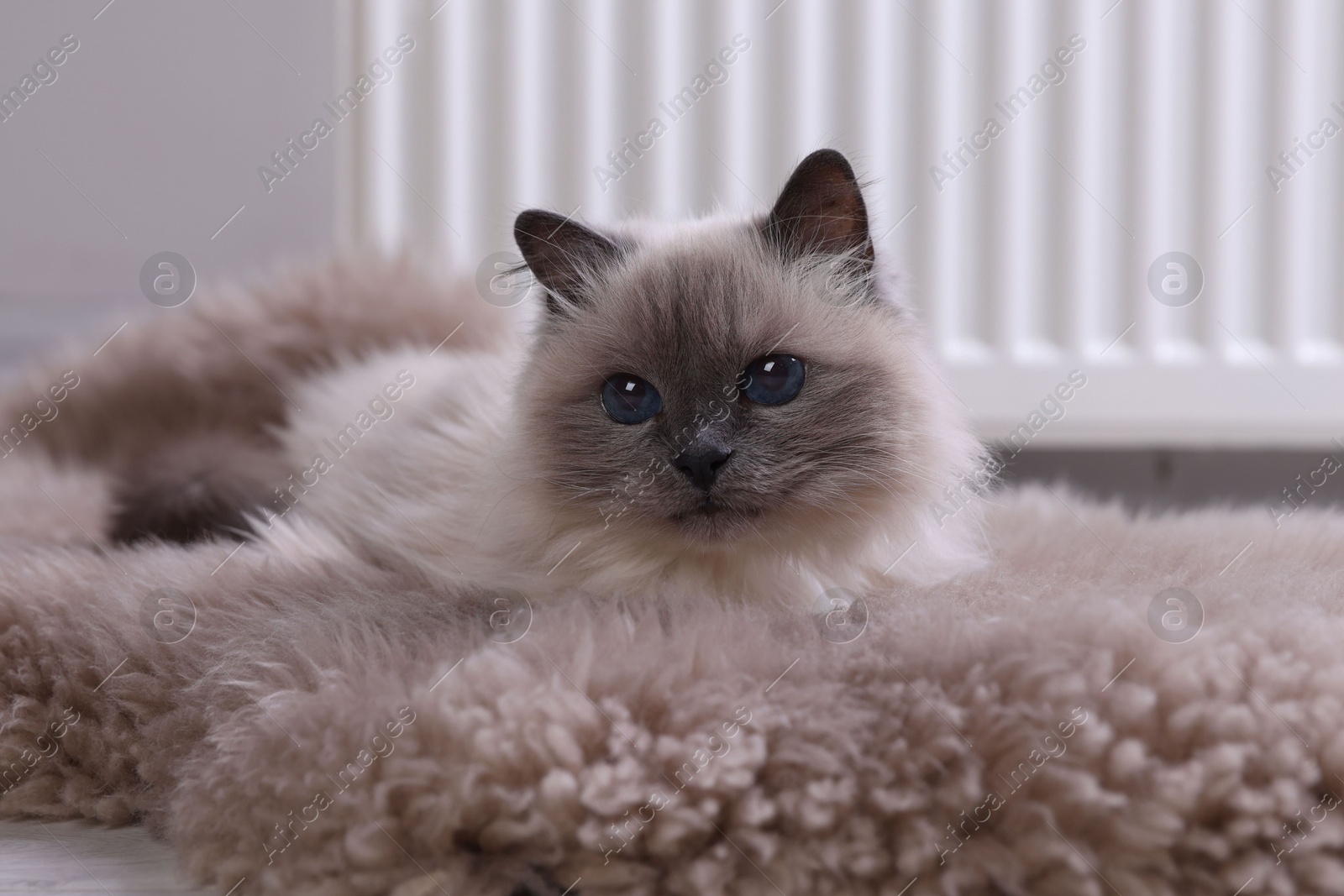 Photo of Cute fluffy cat on rug near radiator at home, closeup