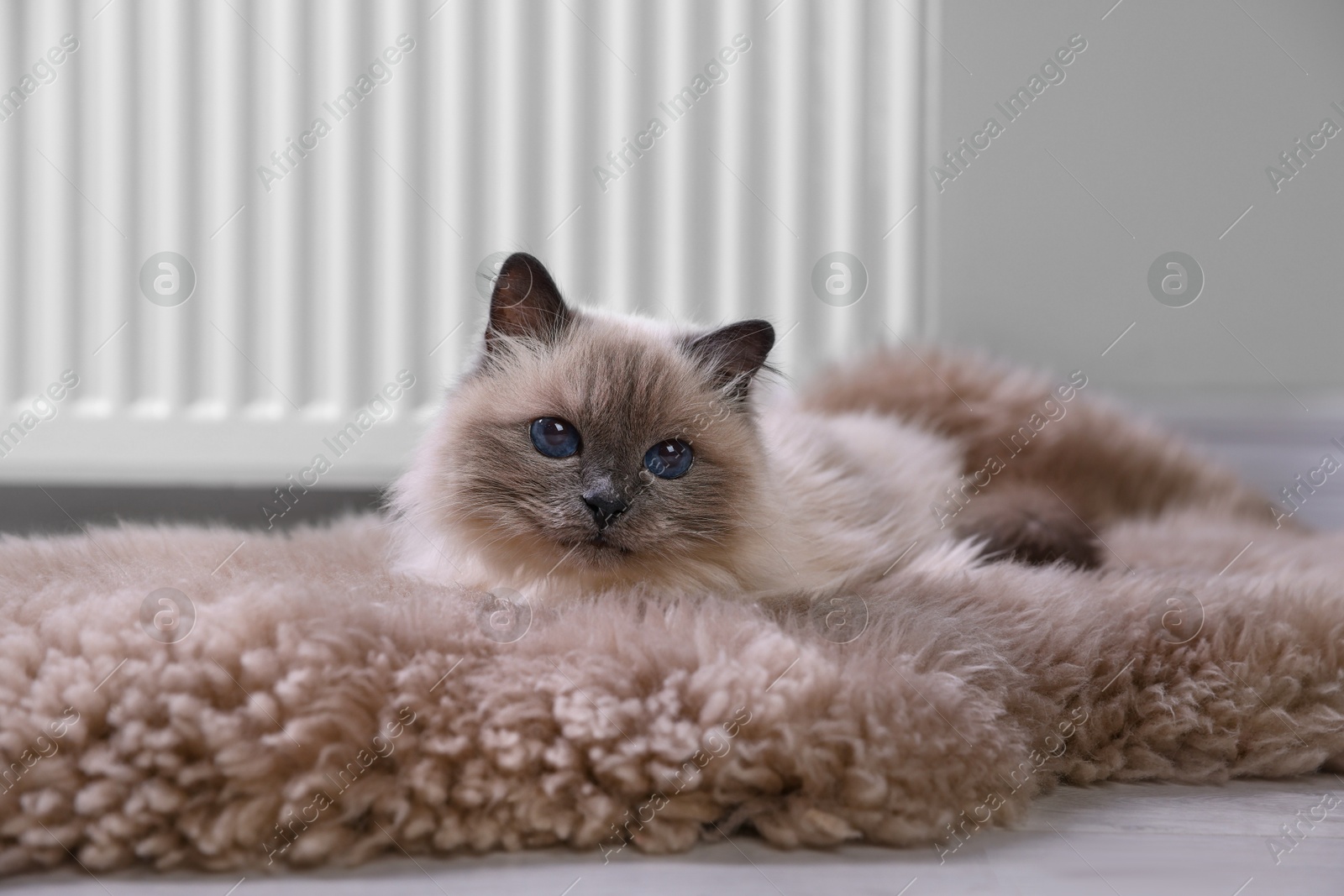 Photo of Cute fluffy cat on rug near radiator at home