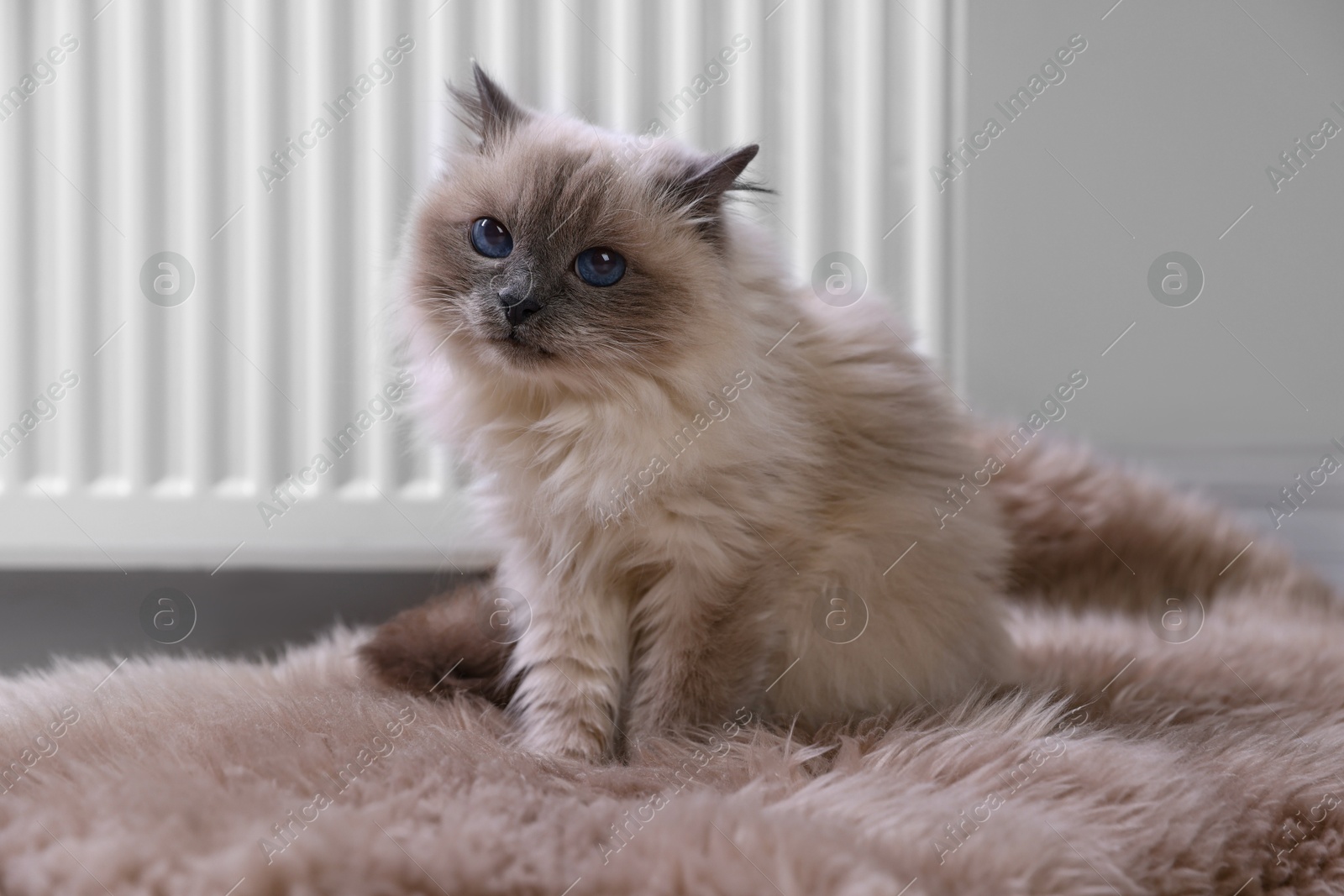 Photo of Cute fluffy cat on rug near radiator at home