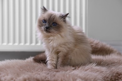 Photo of Cute fluffy cat on rug near radiator at home