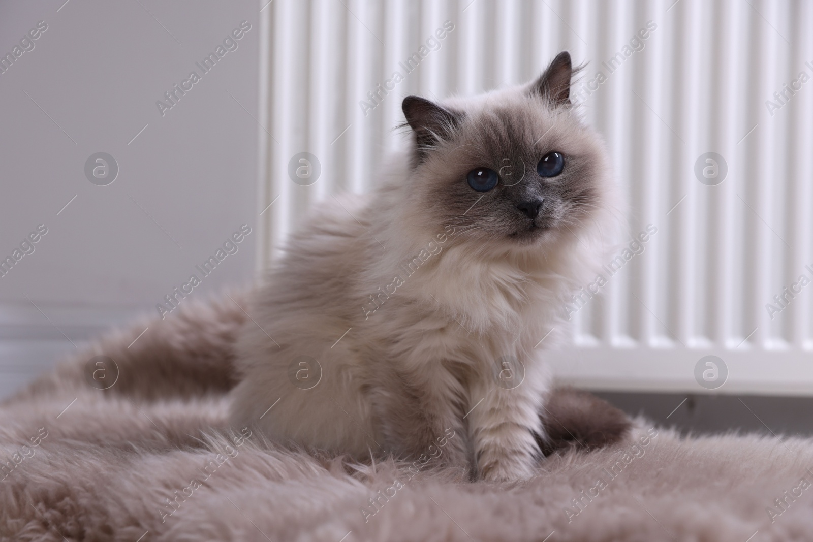 Photo of Cute fluffy cat on rug near radiator at home