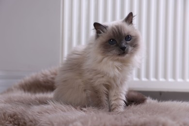 Photo of Cute fluffy cat on rug near radiator at home