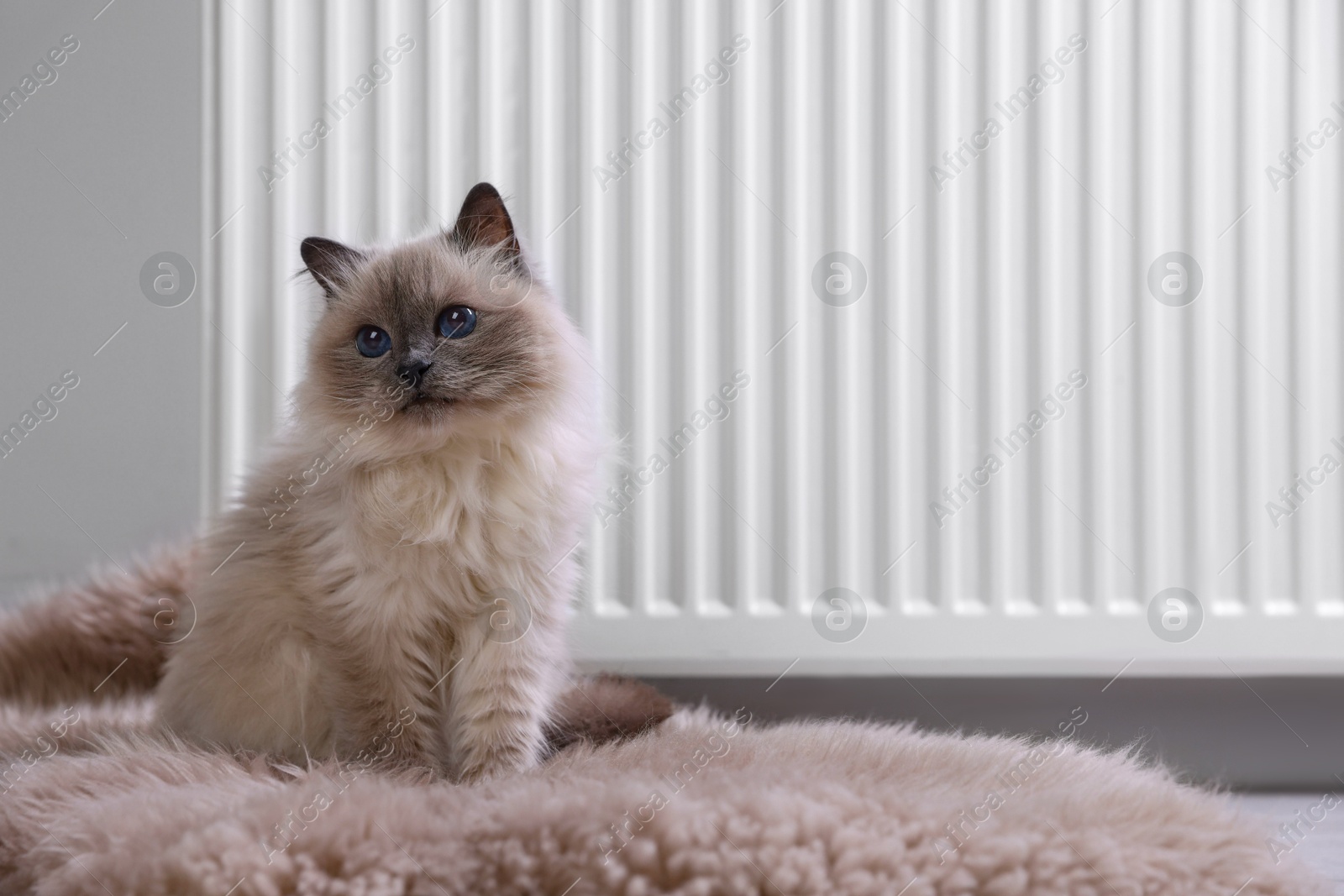 Photo of Cute fluffy cat on rug near radiator at home