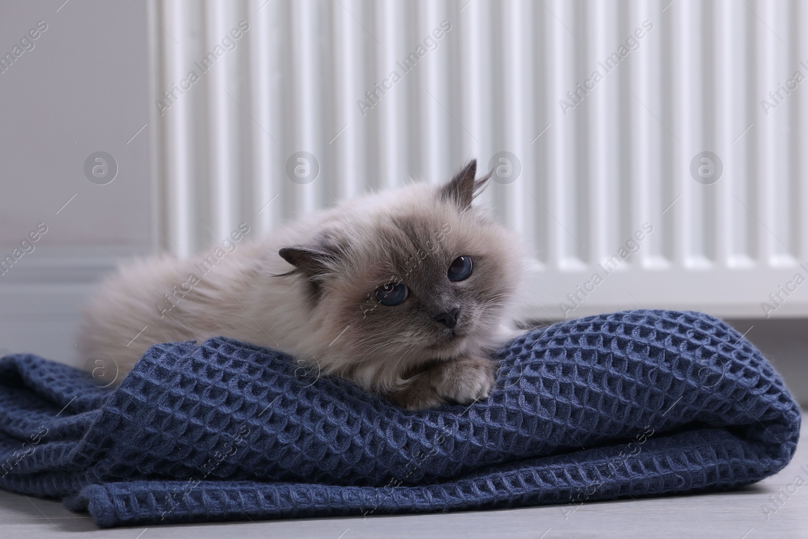 Photo of Cute fluffy cat on blanket near radiator at home, closeup