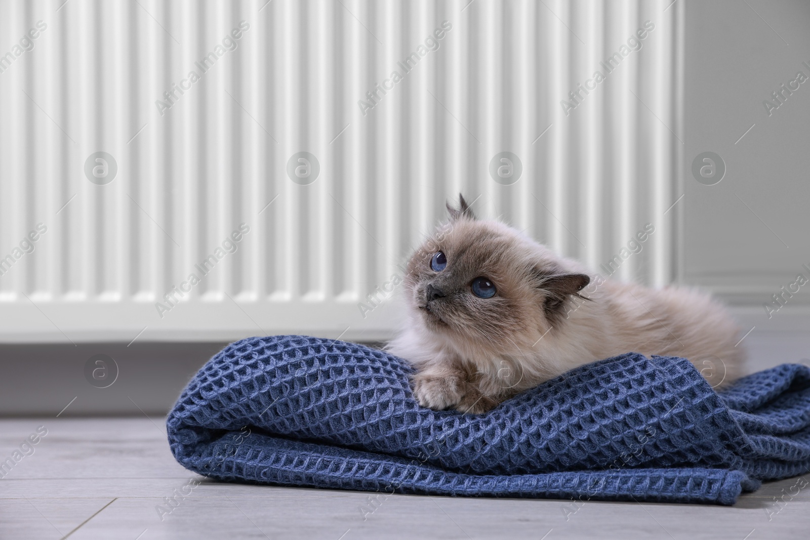 Photo of Cute fluffy cat on blanket near radiator at home