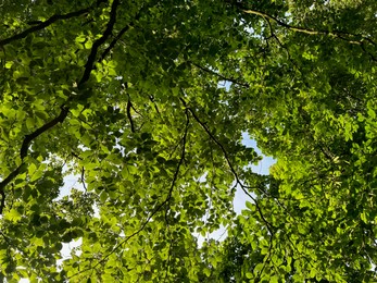 Photo of Tree with green leaves outdoors, bottom view