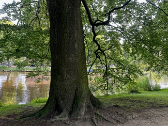 Photo of Beautiful view of park with tree near canal outdoors