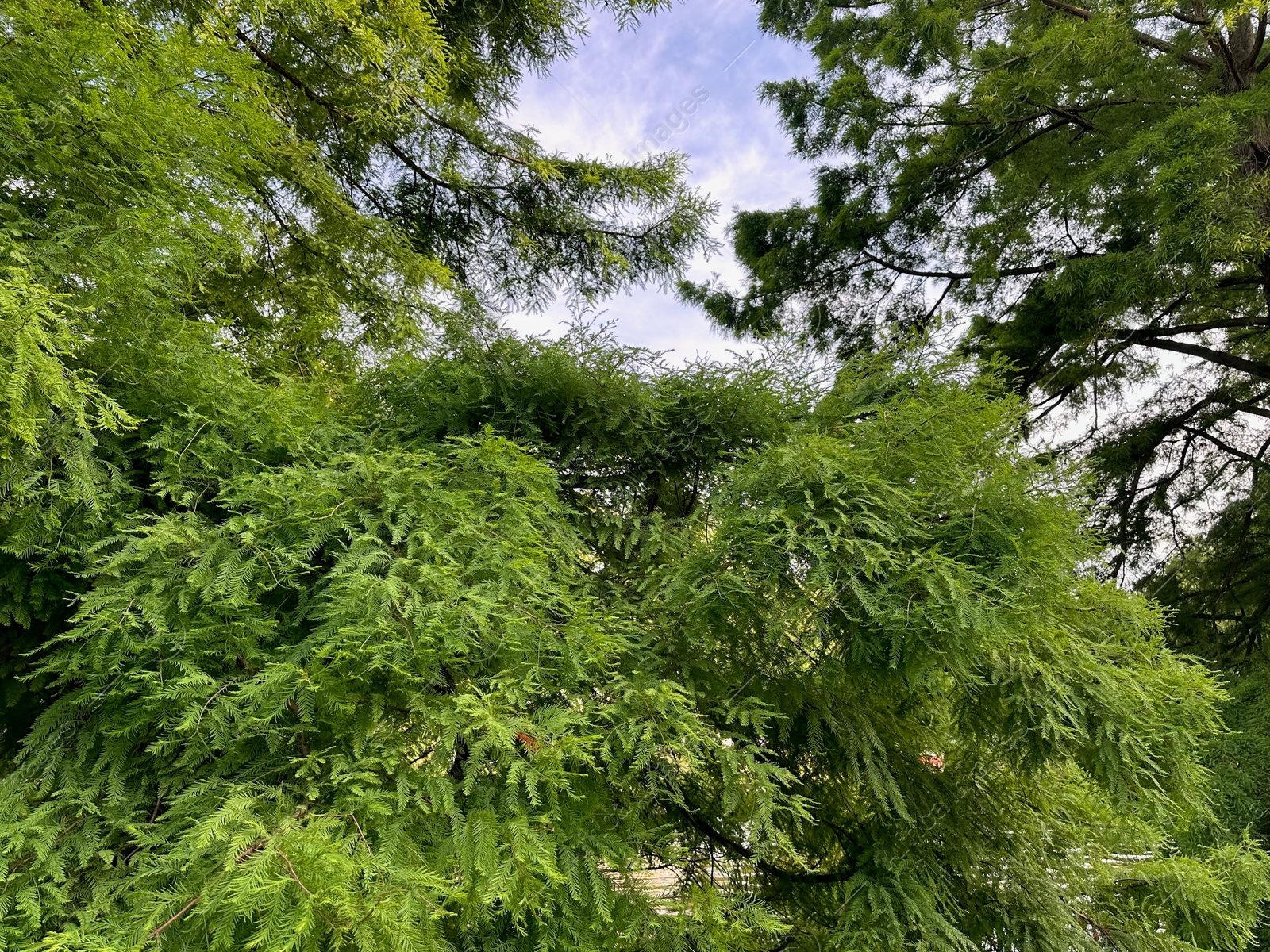 Photo of Beautiful green trees outdoors, low angle view