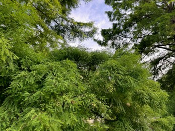 Photo of Beautiful green trees outdoors, low angle view