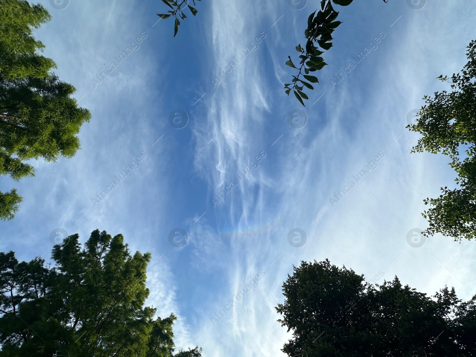 Photo of Beautiful green trees against blue sky, bottom view