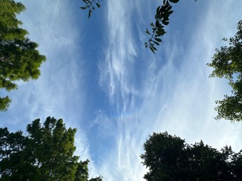 Photo of Beautiful green trees against blue sky, bottom view